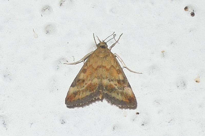 Loxostege sticticalis ?? - S, con Pyrausta despicata